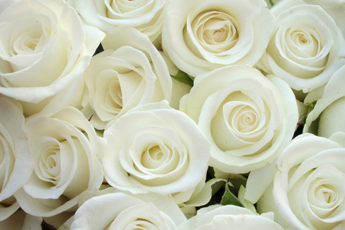  Pure White mga rosas