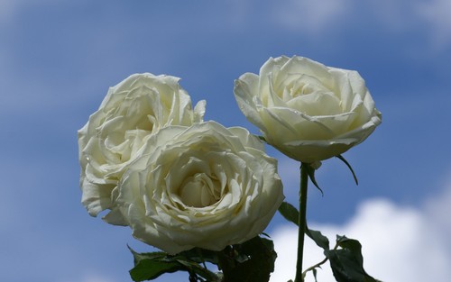 Pure White Roses