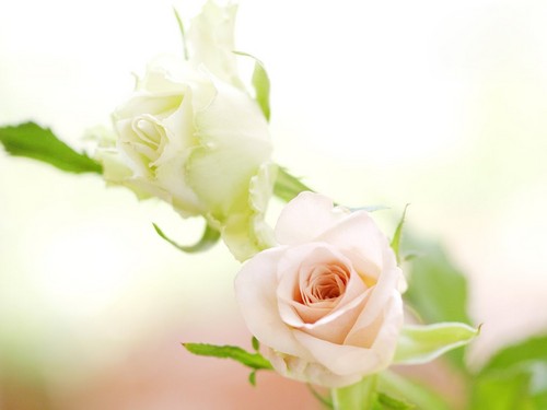  Pure White गुलाब