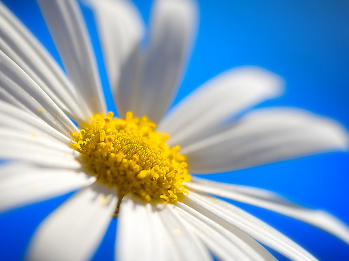 White madeliefje, daisy achtergrond
