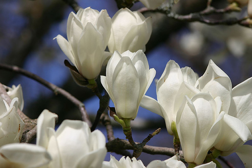  White magnolia achtergrond