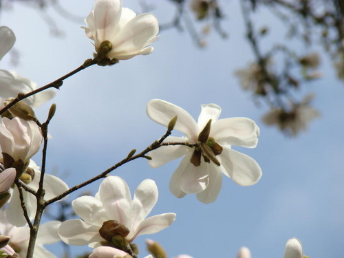  White magnolie Hintergrund