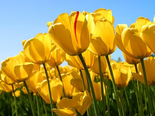  Yellow bunga tulp, tulip