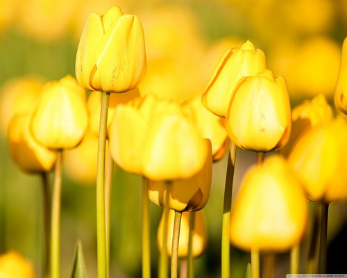  Yellow tulip