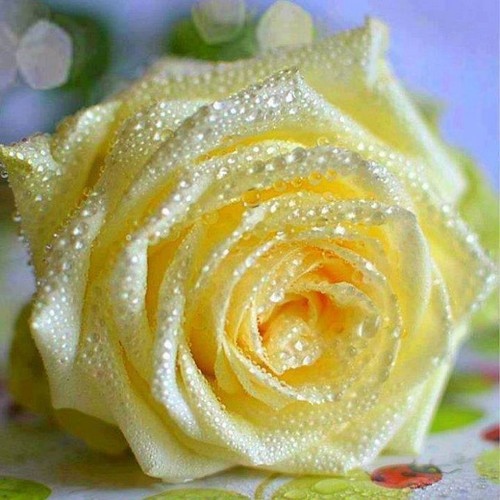 awesome rained rose