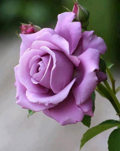  awesome roze rose