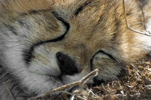  cute cheetah фото