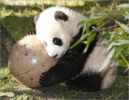  cute panda foto's