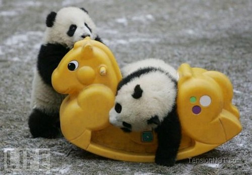  cute panda pics