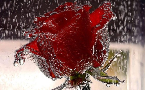 rained/ frozen rose