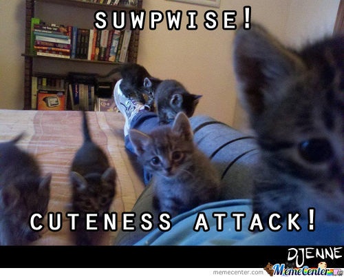 Attacked by the Cute Kittens!!!