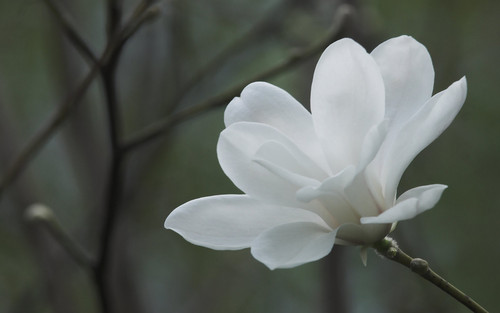  Beautiful White magnólia