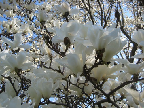  Beautiful White magnolie