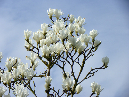  Beautiful White magnolia