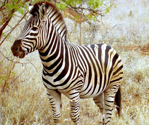  Black and White zèbre, zebra