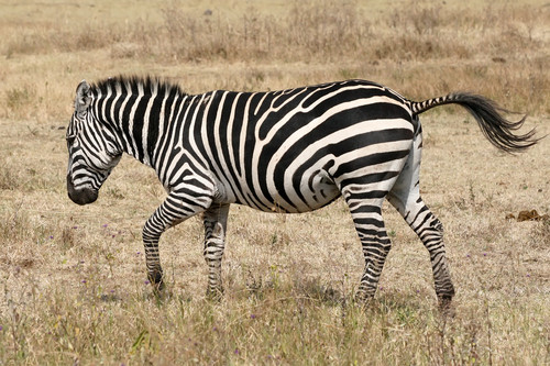  Black and White zebra