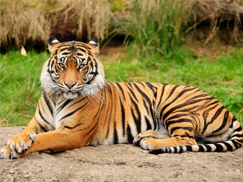  Brownish naranja Tiger