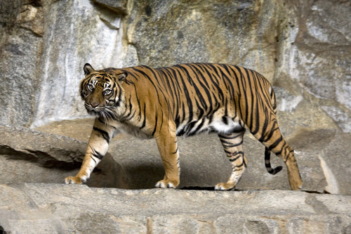  Brownish কমলা Tiger