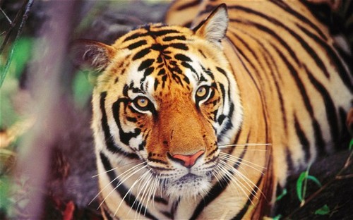 Brownish Orange Tiger
