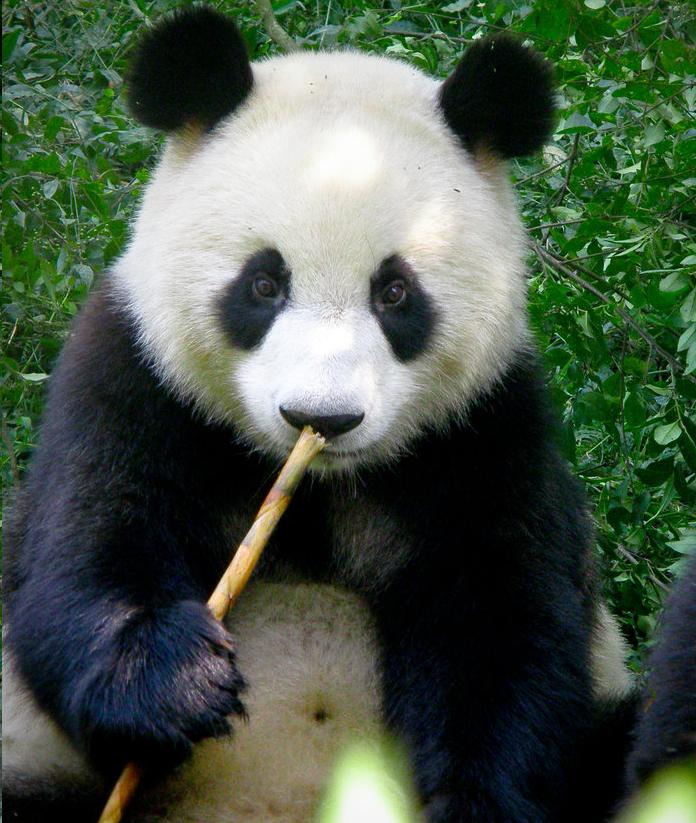 Cute Black and White Panda