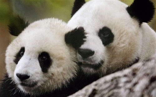  Cute Black and White Panda