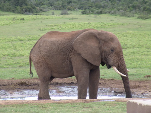  Grey olifant