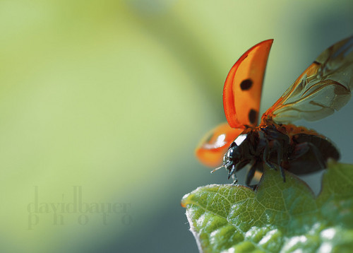  Ladybug uithangbord