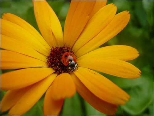  Ladybug pader