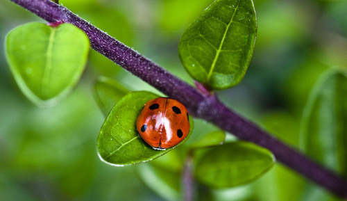 Ladybug দেওয়াল