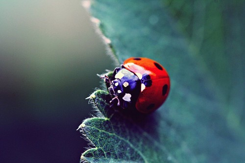  Ladybug ウォール