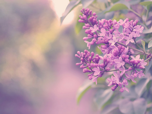  紫丁香, 丁香 花