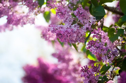  ungu, lilac bunga