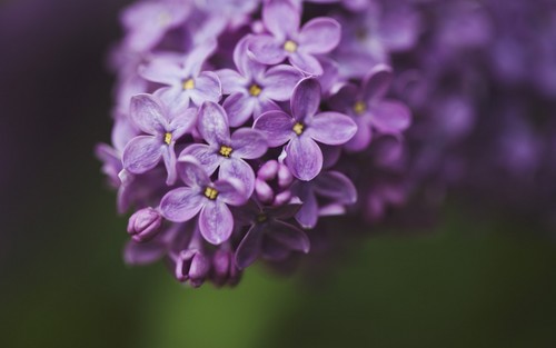  紫丁香, 丁香 花