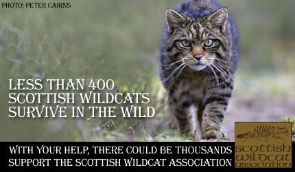  Save The Wildcat