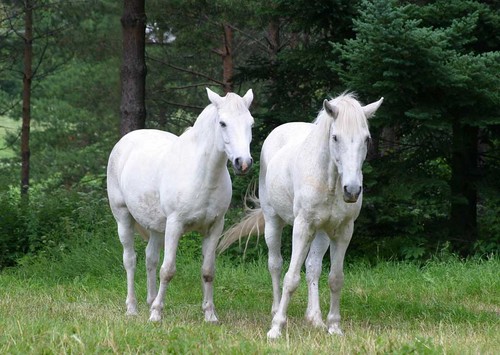 Stunning White Horse