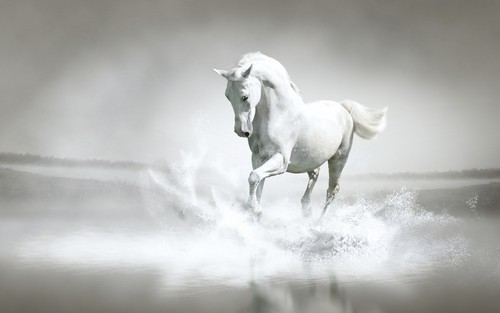 Stunning White Horse