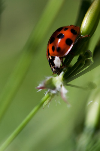  The_Ladybug