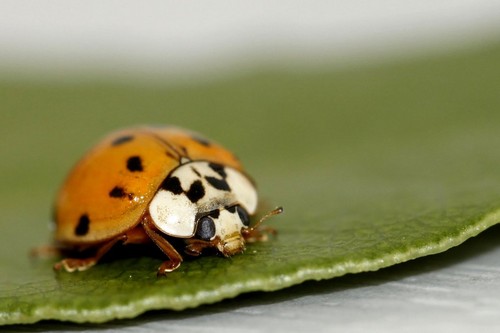  The_Ladybug