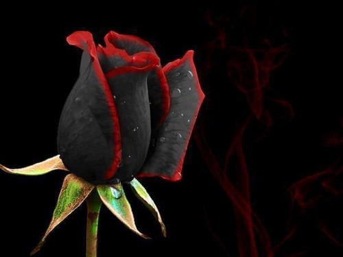  black&red rose
