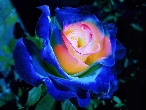  colorful rosas