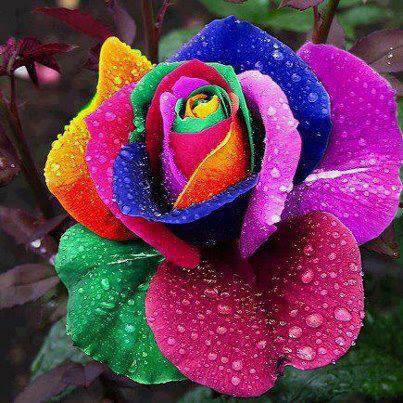  colorful गुलाब