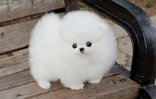  fluffy dog