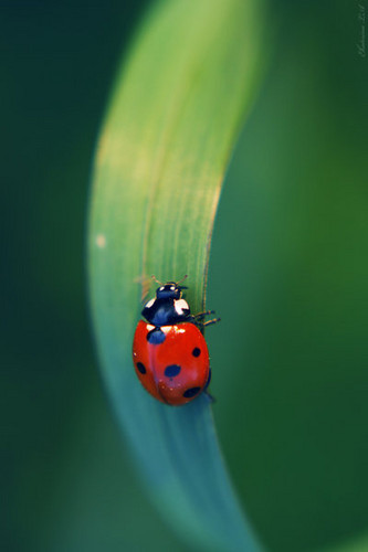  lady bug