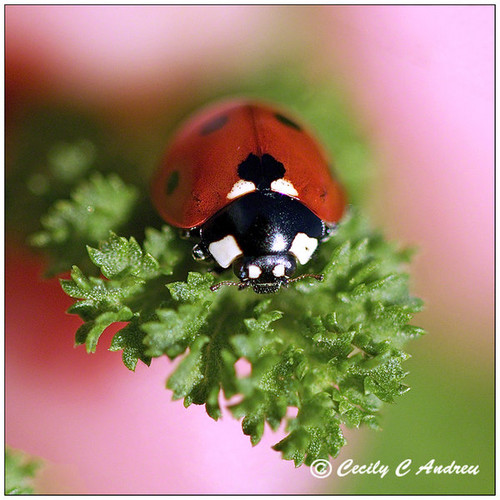  ladybug