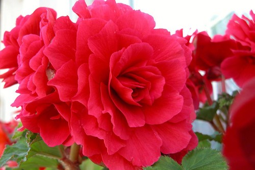  amazing rose