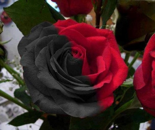 black/red rose