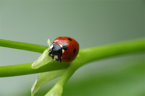  humble_ladybug