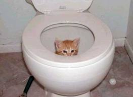  kitten in toilet