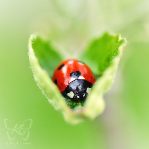  ladybug 照片