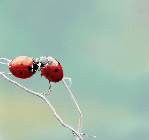  ladybug 사진